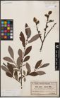 Foto von Salix cinerea L.